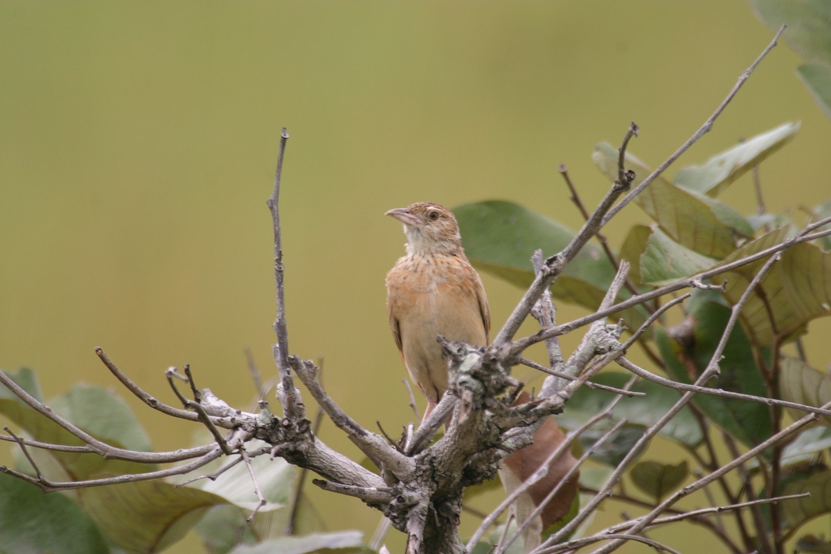 Plains Lark (Malbrant's) - ML280604221