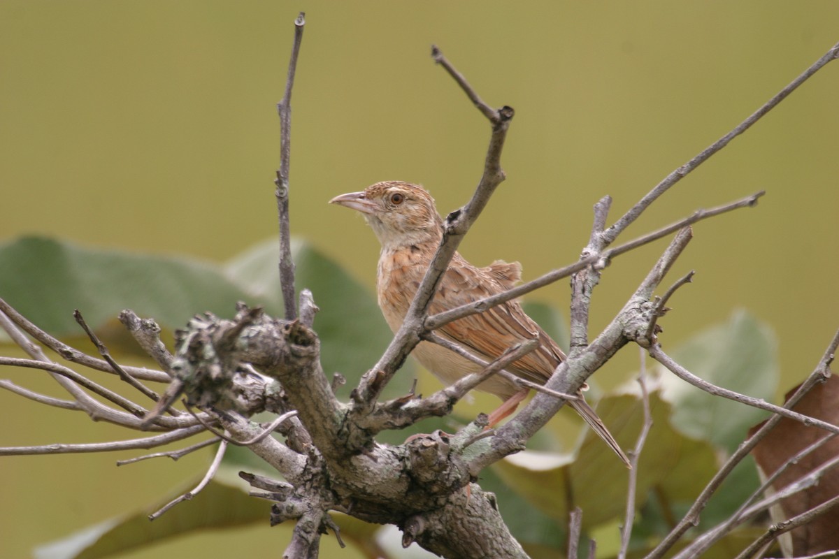 Rufous-naped Lark (Malbrant's) - ML280604231