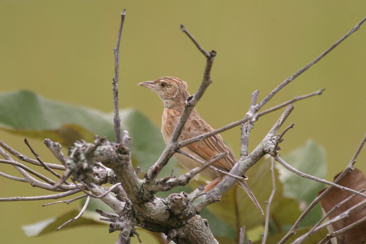 Plains Lark (Malbrant's) - ML280604241