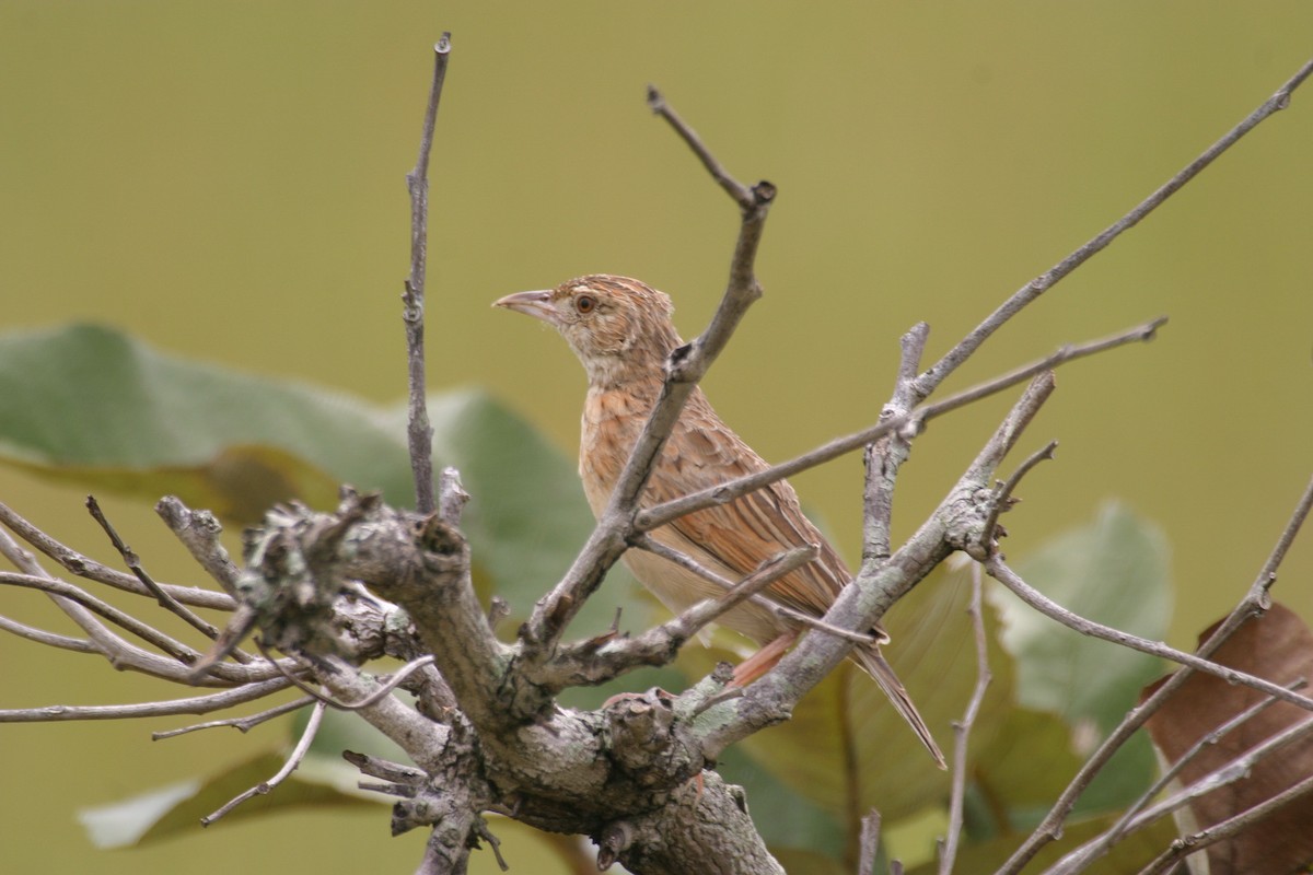 Rufous-naped Lark (Malbrant's) - ML280604241