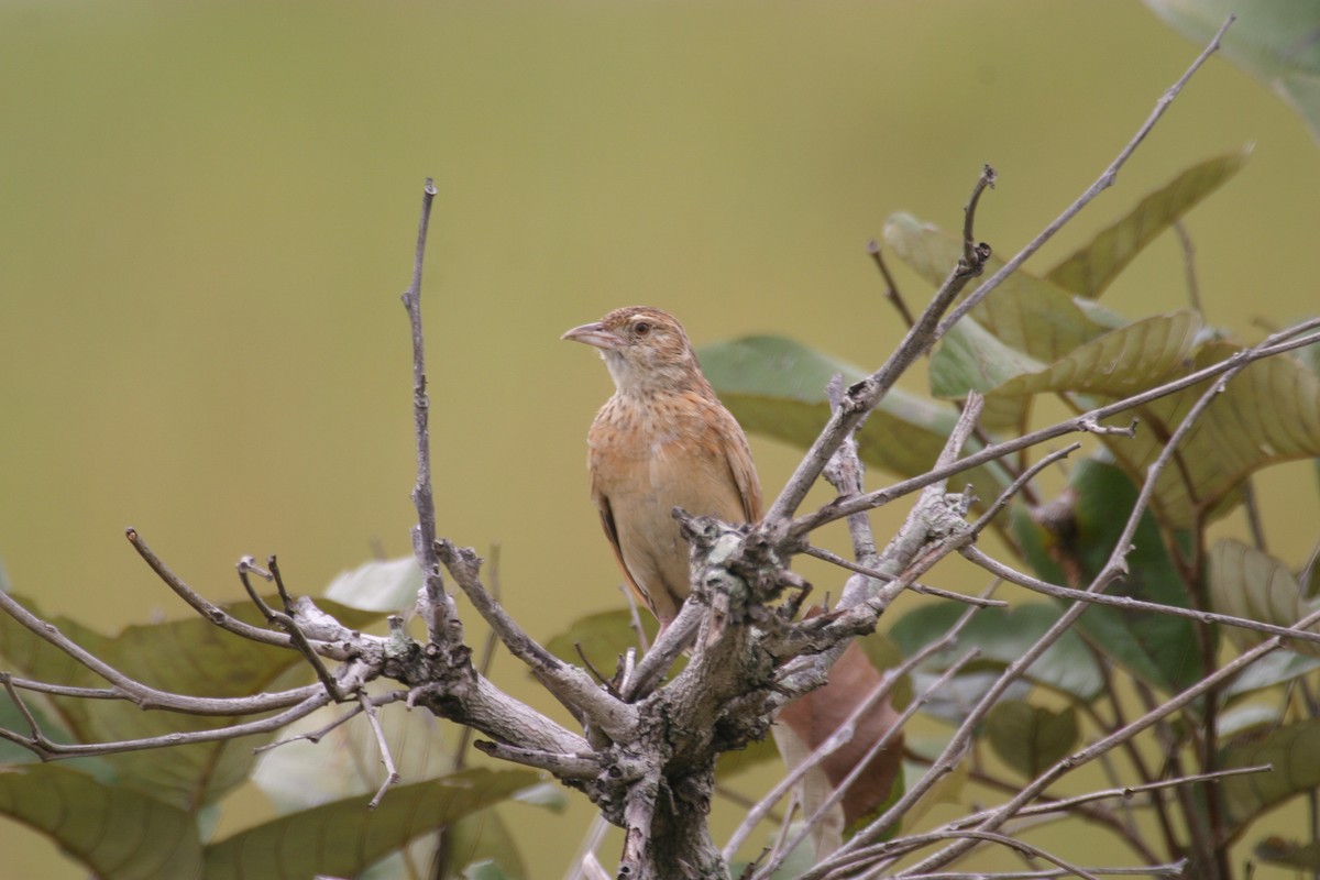 Plains Lark (Malbrant's) - ML280604251