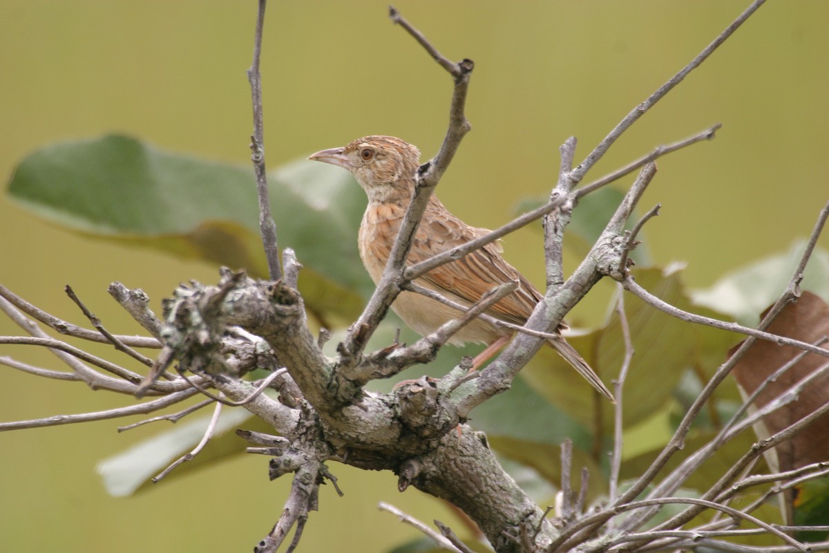 Rufous-naped Lark (Malbrant's) - ML280604271