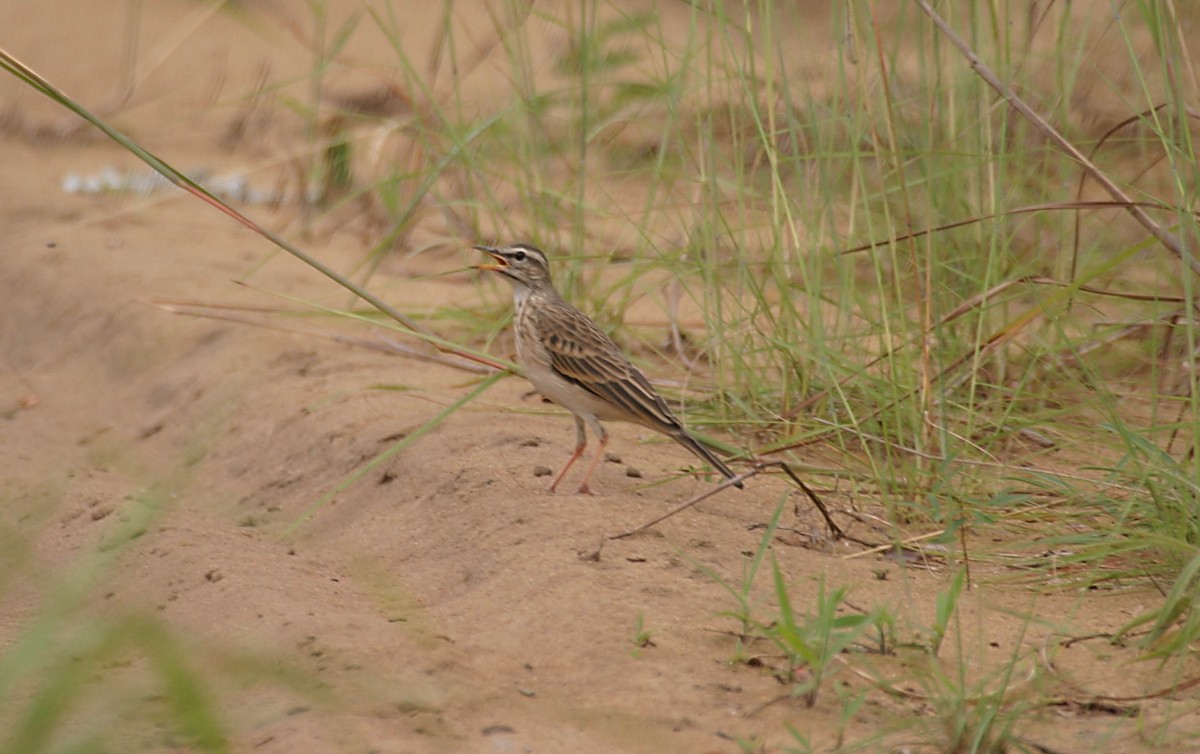 Woodland Pipit - ML280604281