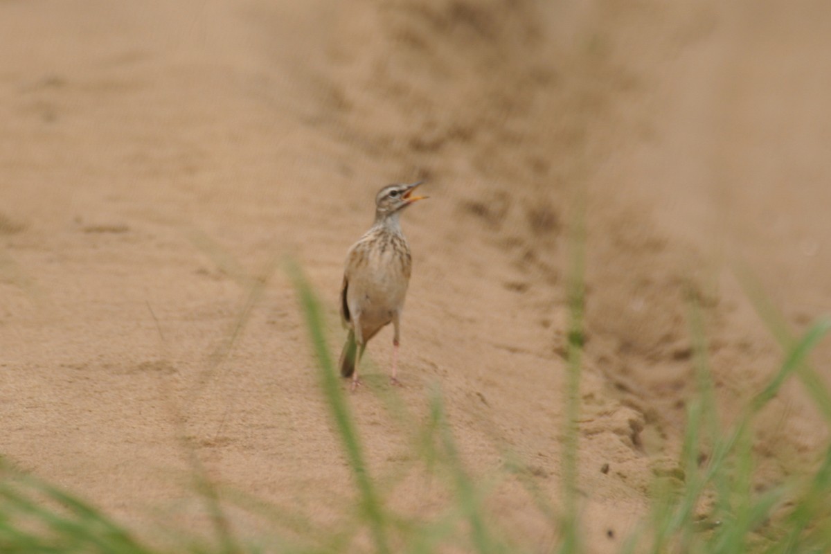 Woodland Pipit - ML280604291