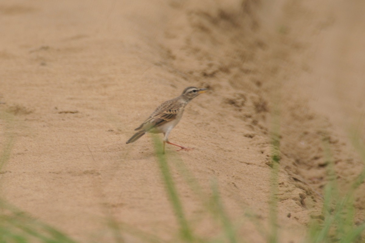 Woodland Pipit - ML280604301