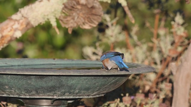 Western Bluebird - ML280605191