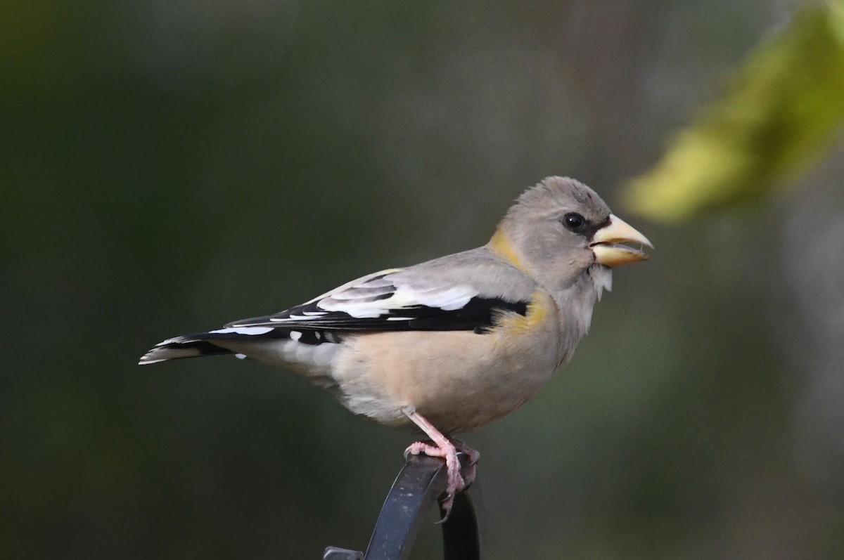 Evening Grosbeak - ML280605291