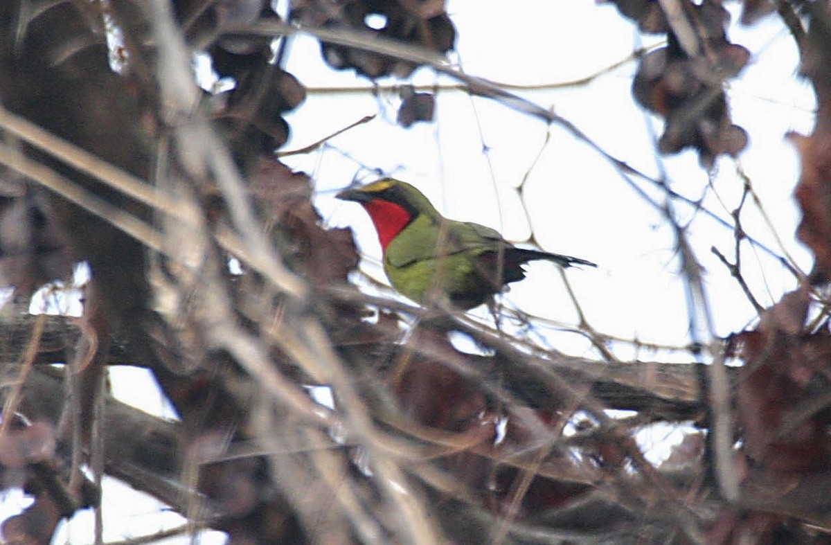 Four-colored Bushshrike - ML280605571