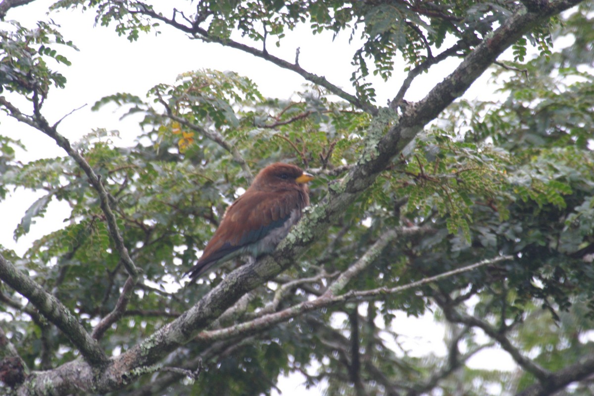 Broad-billed Roller - ML280605621