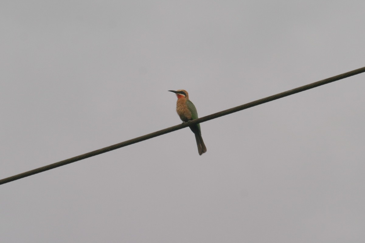 White-fronted Bee-eater - ML280605771