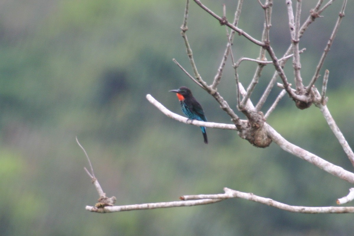 Black Bee-eater - ML280605781
