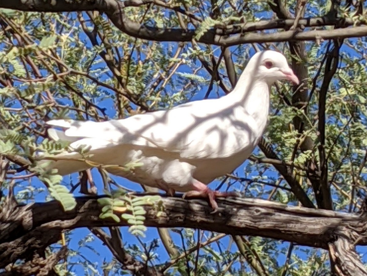Сизый голубь (Одомашненного типа) - ML280606021