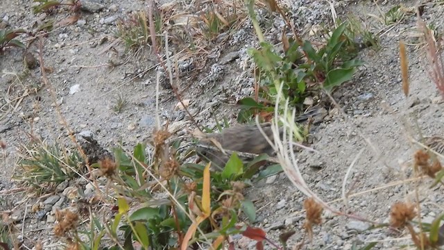 Brown-capped Rosy-Finch - ML280606131