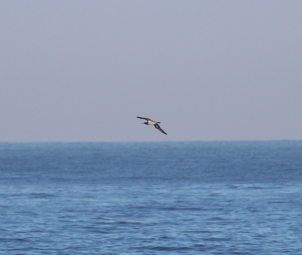 Brown Booby - ML280606241