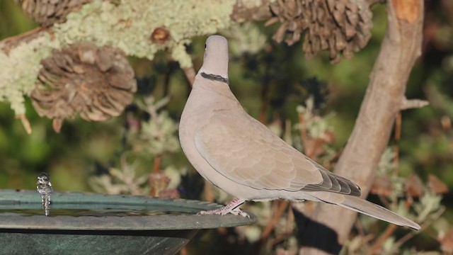 Eurasian Collared-Dove - ML280609331