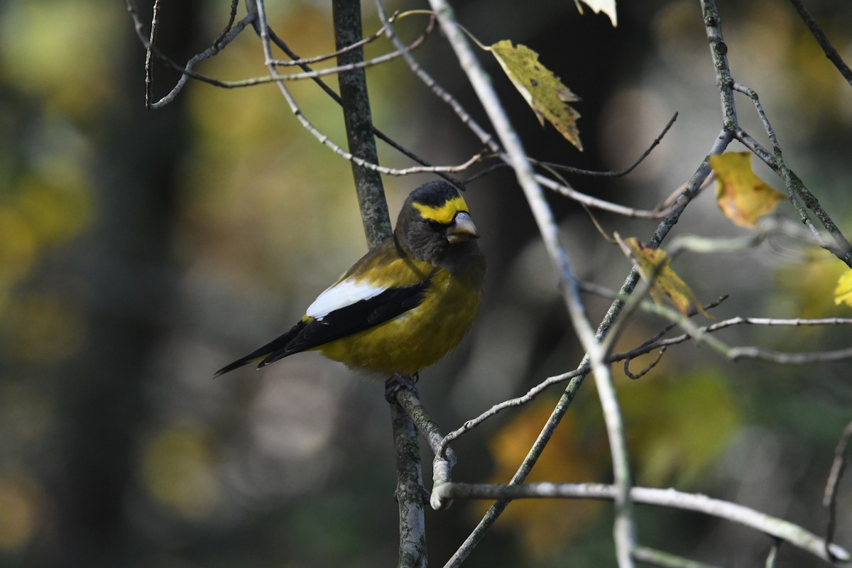 Evening Grosbeak - Sharyn Magee