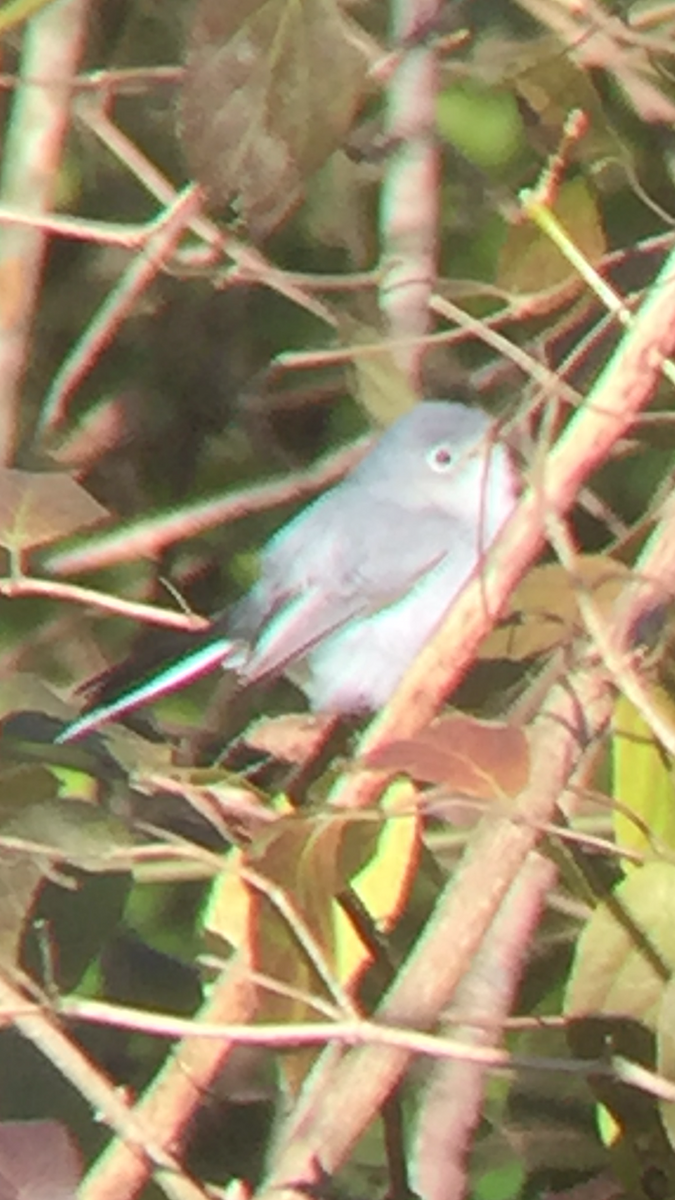 leskot modrošedý - ML280609921