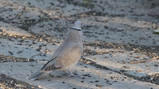 Eurasian Collared-Dove - ML280610461