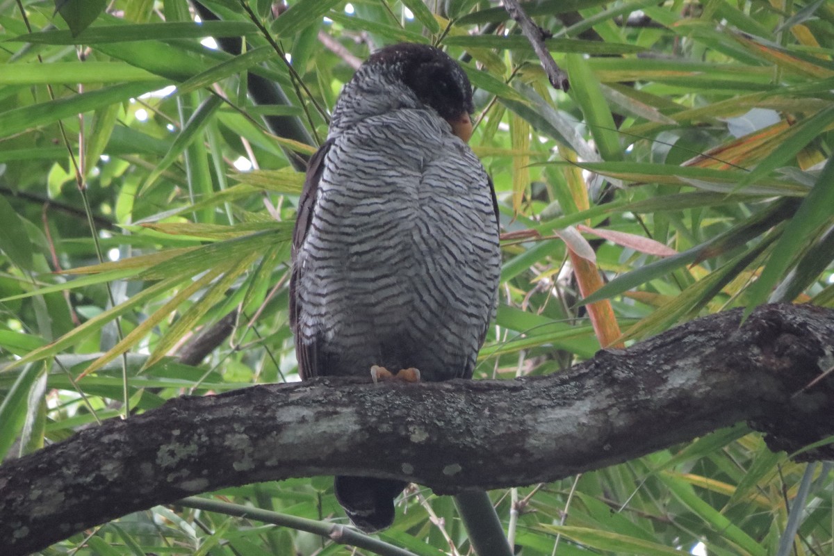 Black-and-white Owl - ML280611051