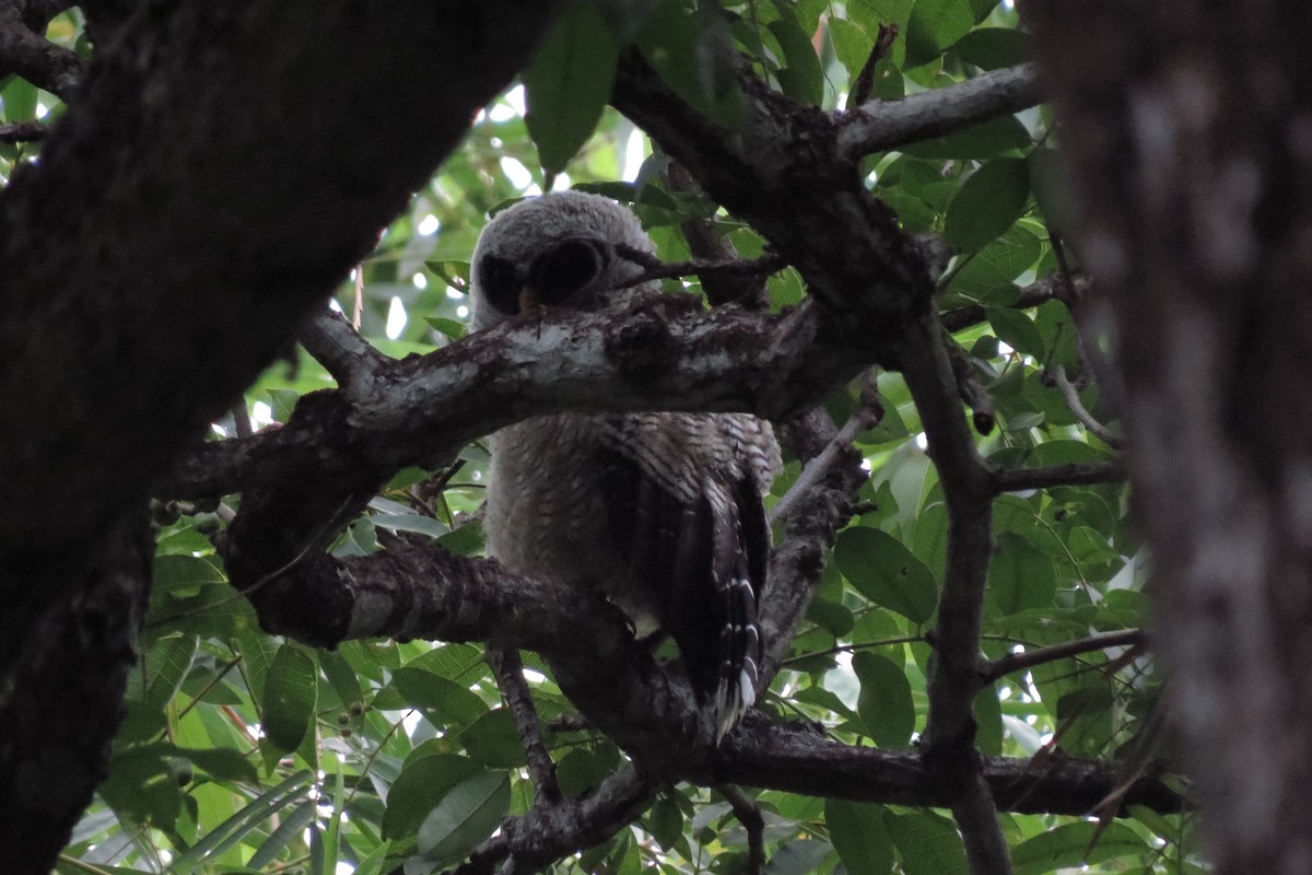 Black-and-white Owl - ML280611081