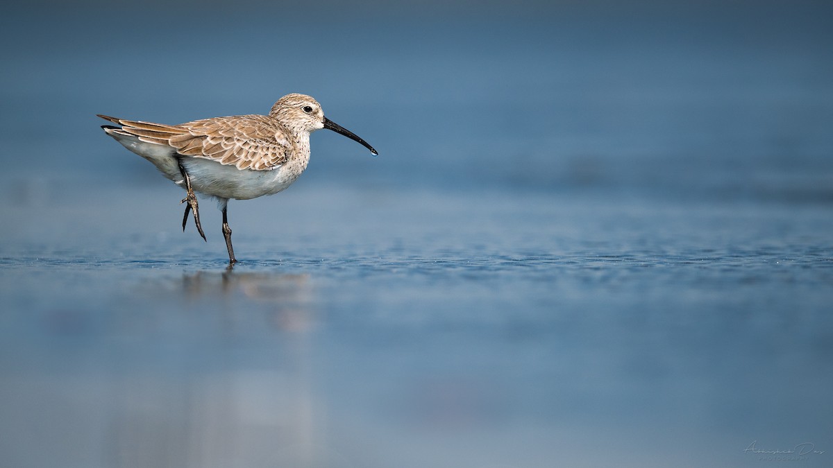 Curlew Sandpiper - Abhishek Das