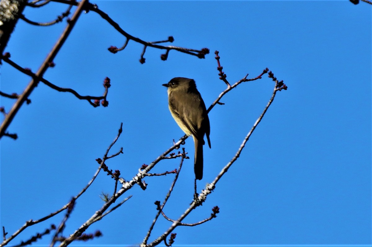 Eastern Phoebe - ML280611331