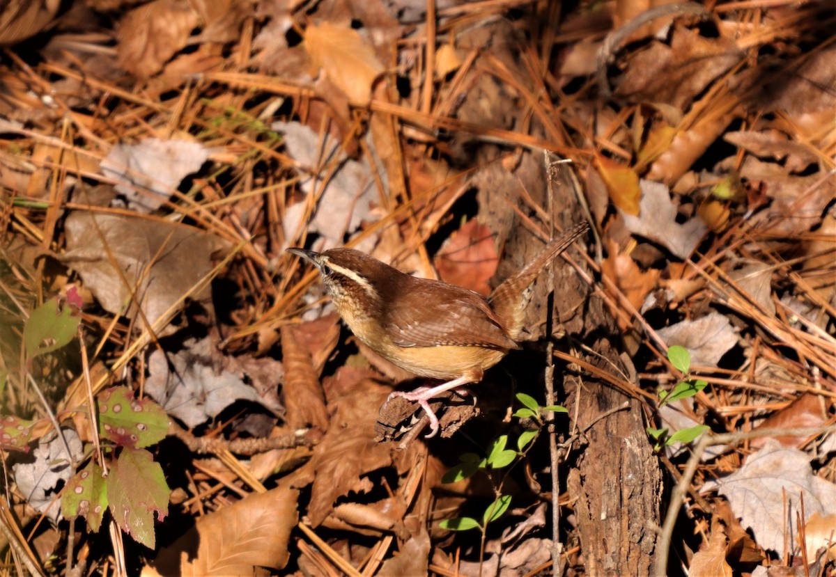 Carolina Wren - ML280611371