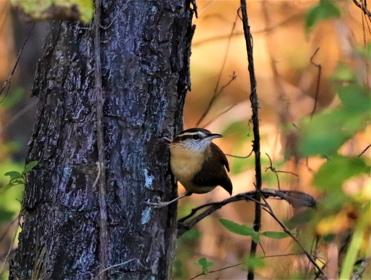 Carolina Wren - ML280611381