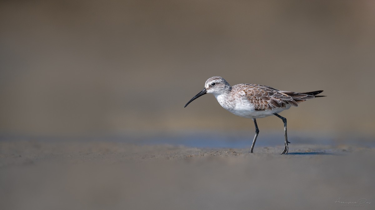 Curlew Sandpiper - Abhishek Das