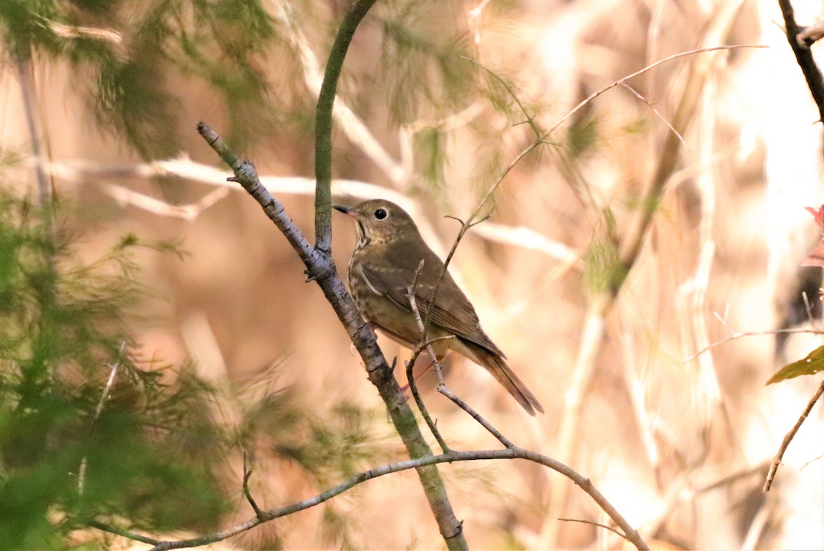 קיכלי חלוד-זנב - ML280611551