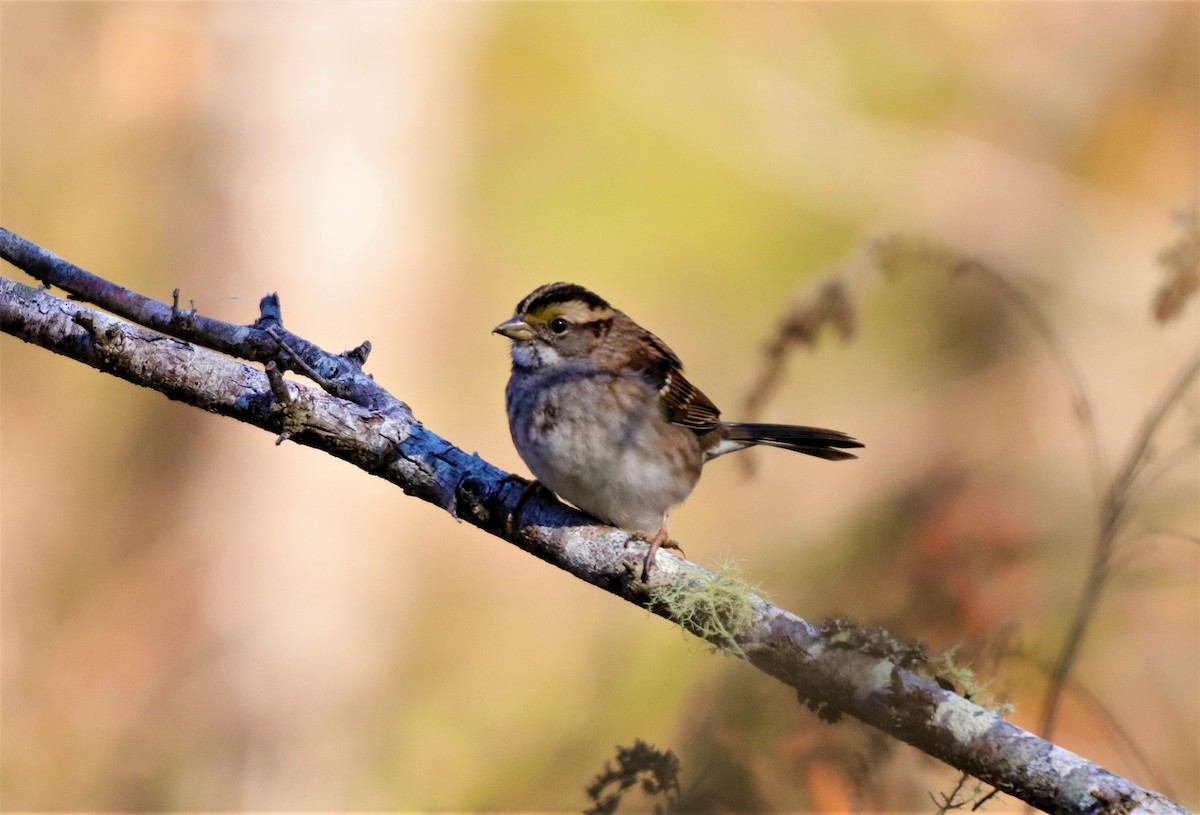 White-throated Sparrow - ML280611821