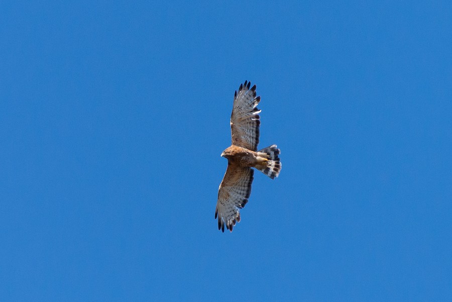 Broad-winged x Red-shouldered Hawk (hybrid) - eBird