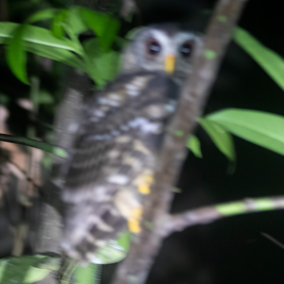 African Wood-Owl - Sue&Gary Milks