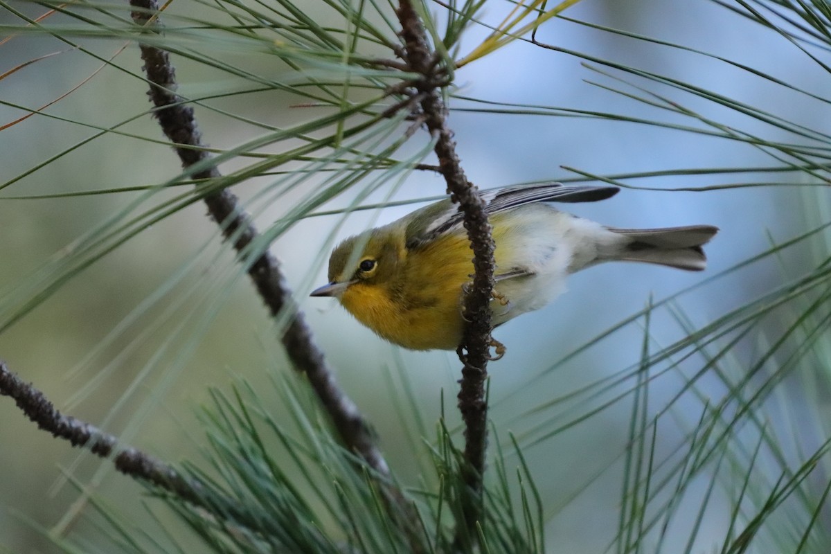 Pine Warbler - ML280612071