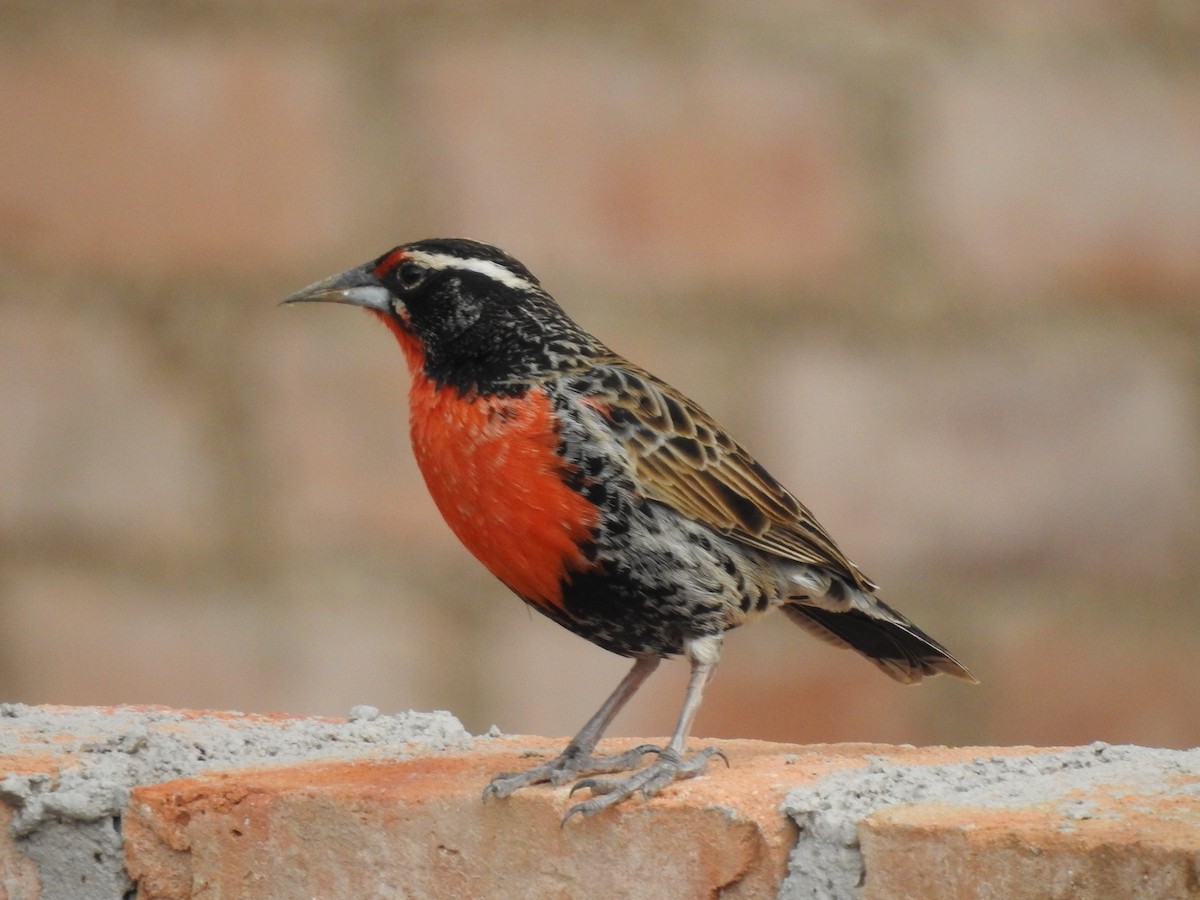 Peruvian Meadowlark - ML280613411