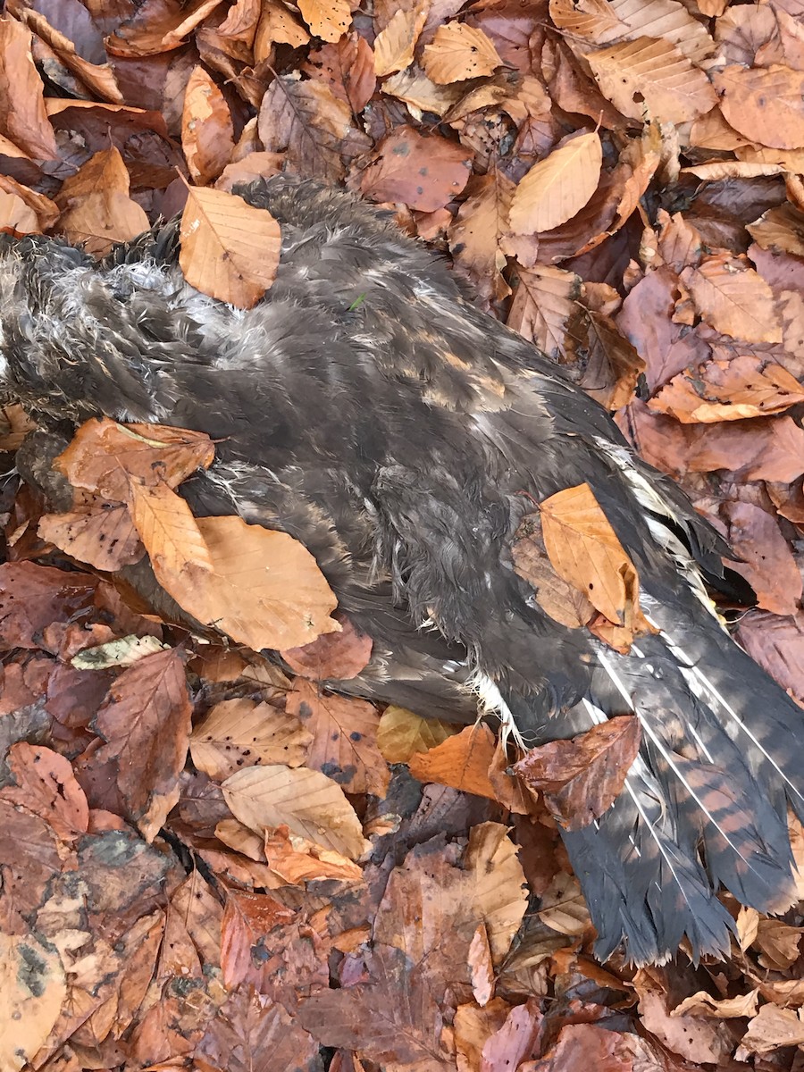 Common Buzzard - ML280614151