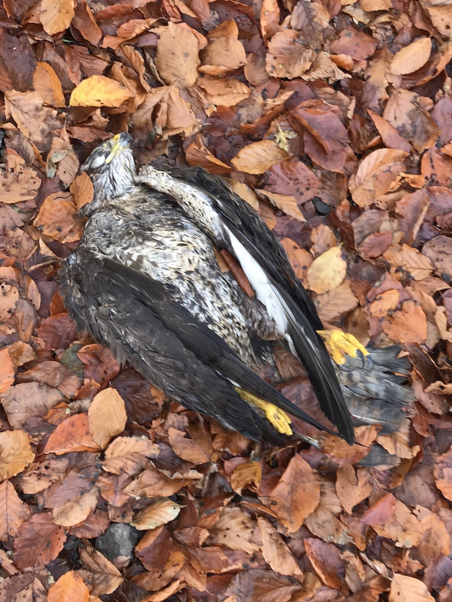 Common Buzzard - ML280614201