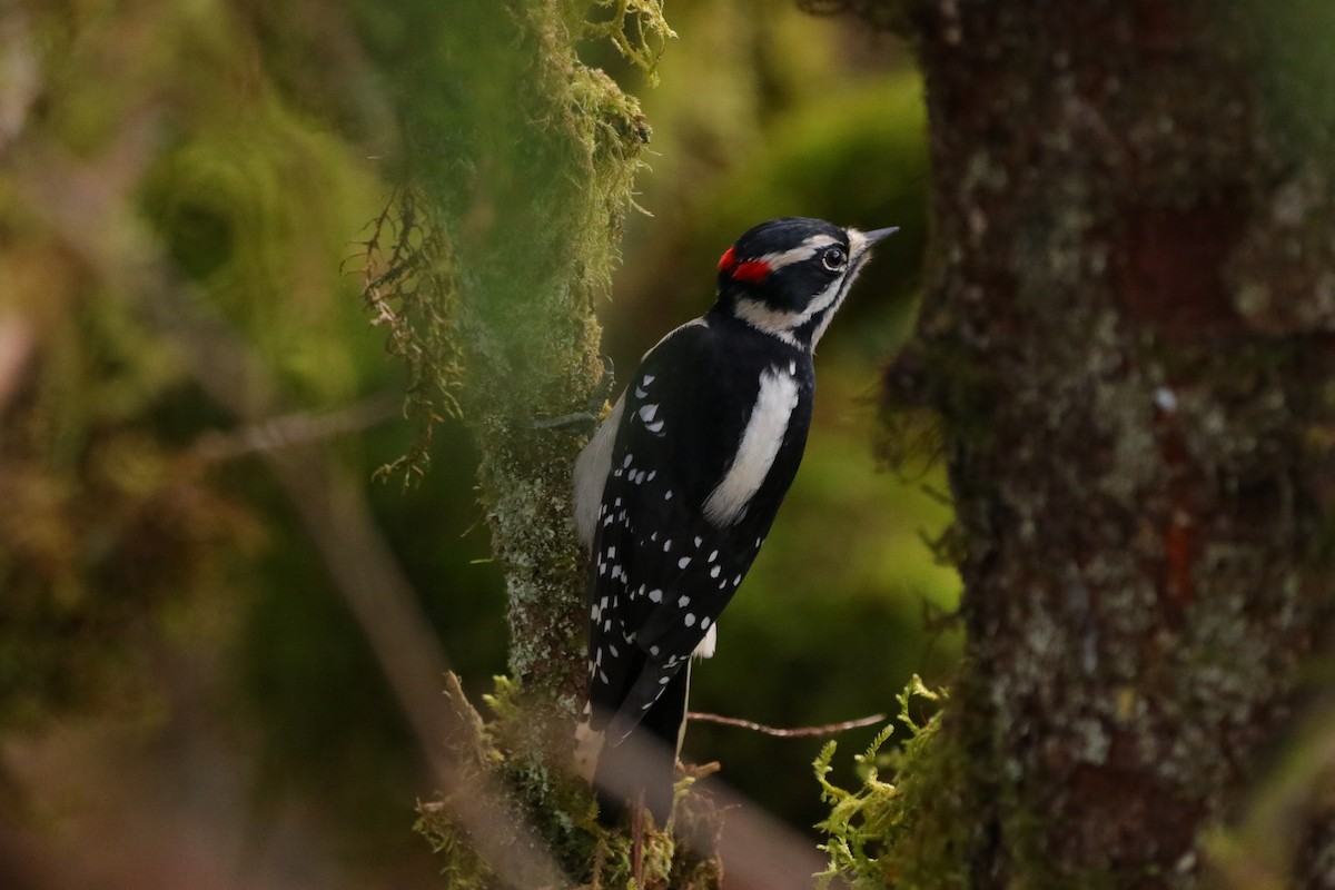 Pico Pubescente - ML280614961