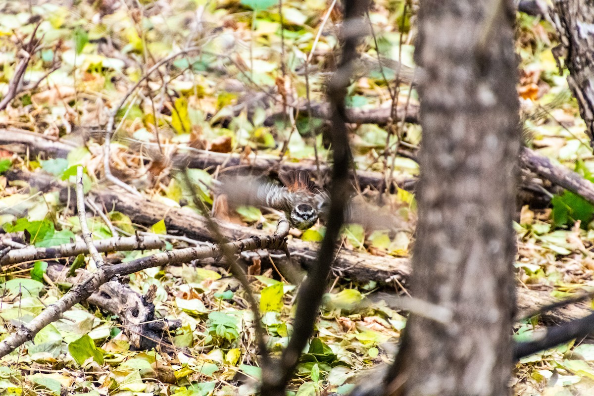 Variegated Flycatcher - ML280618661