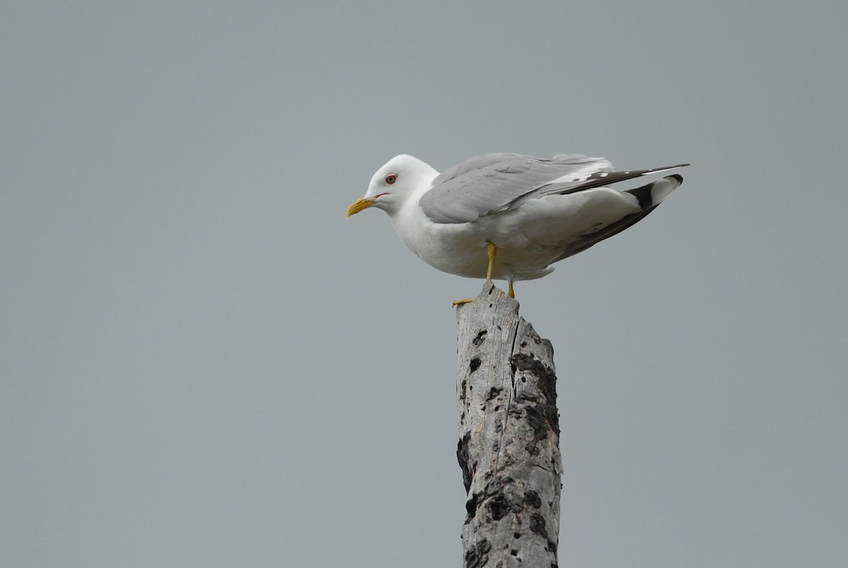 Short-billed Gull - ML280619991
