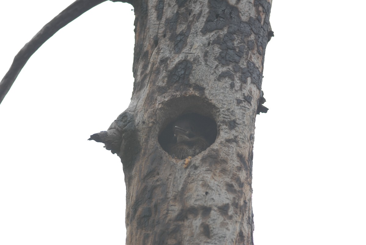 Northern Flicker - ML280620111