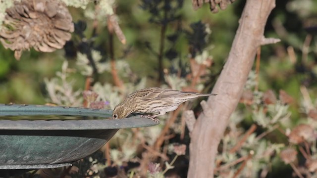 Cassin's Finch - ML280620401