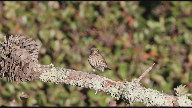 Cassin's Finch - ML280620731