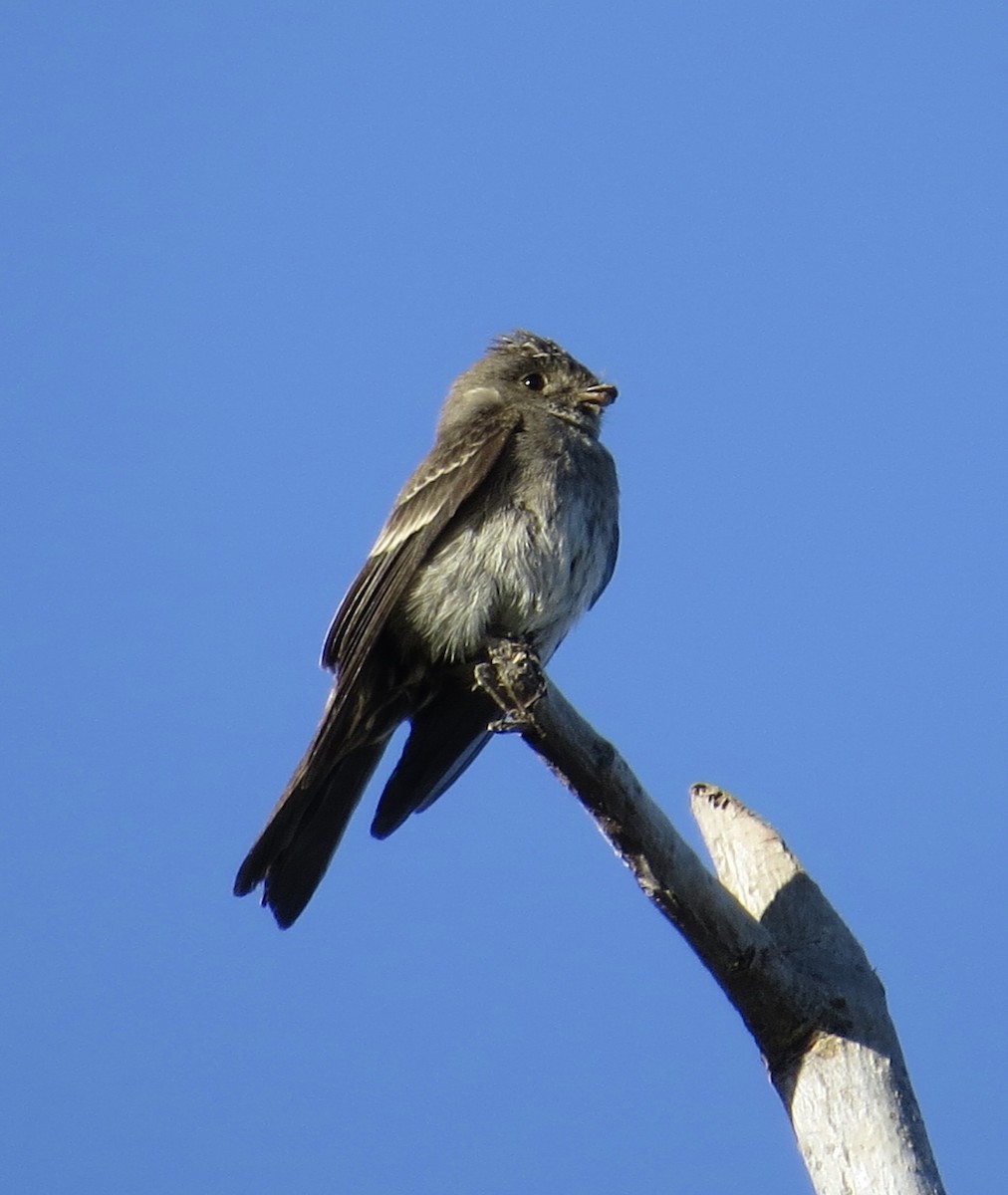 Western/Eastern Wood-Pewee - Thomas Wurster