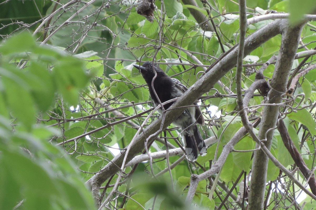 Black-backed Antshrike - ML280620801