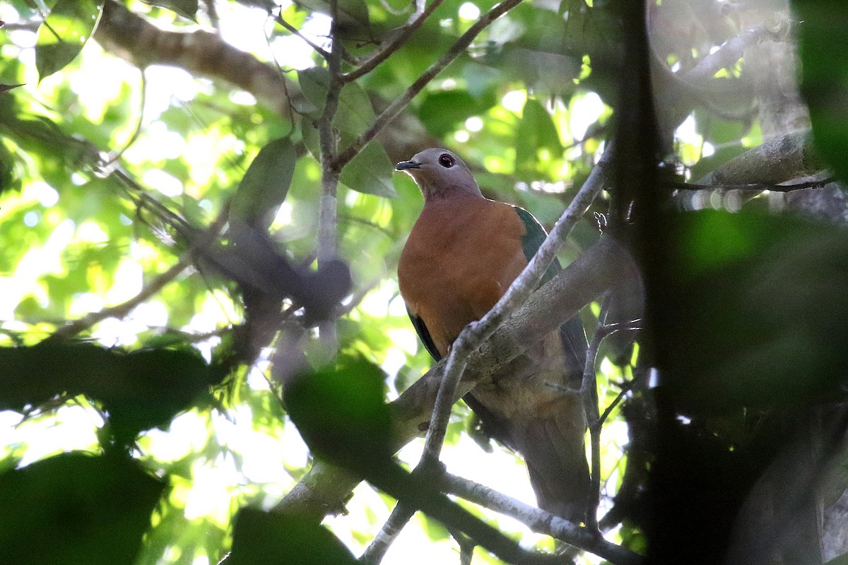 Zoe's Imperial-Pigeon - ML280620911