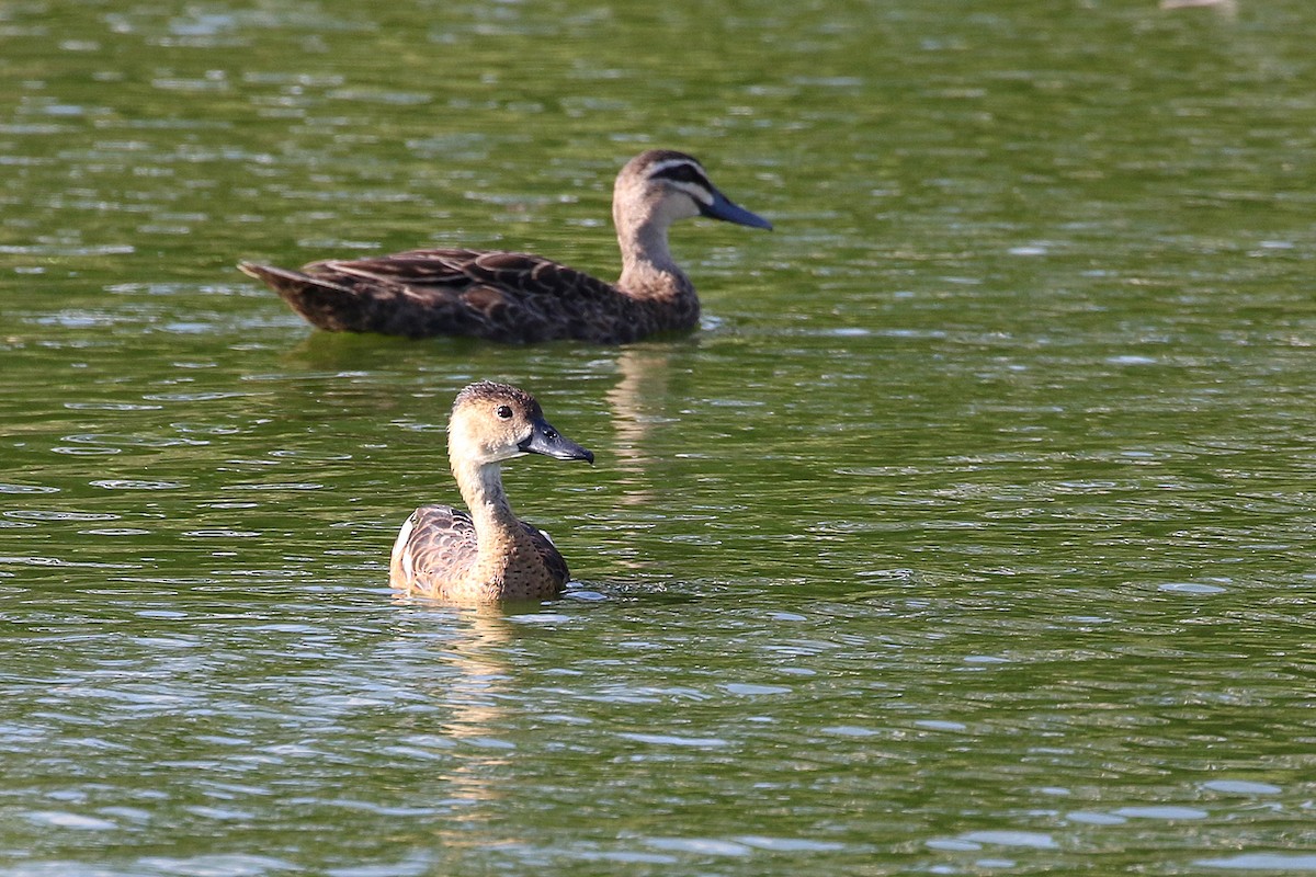 Wandering Whistling-Duck - ML280621521