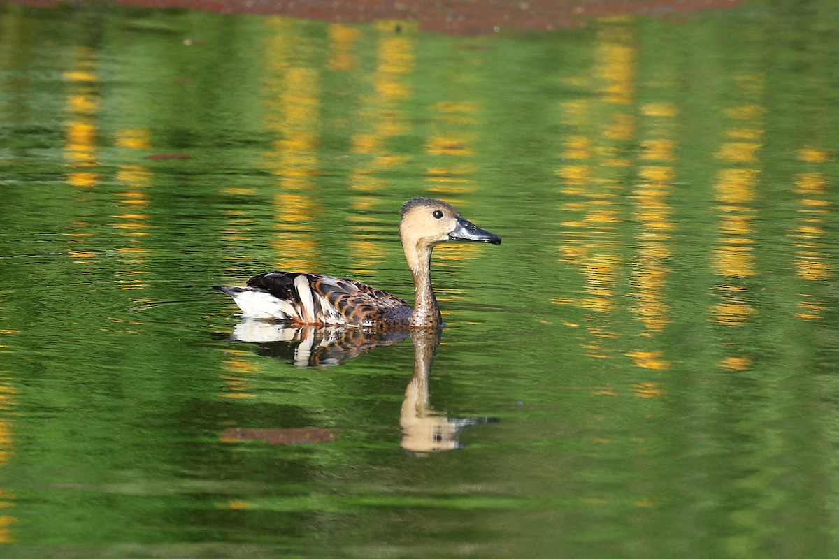 Wandering Whistling-Duck - ML280621761