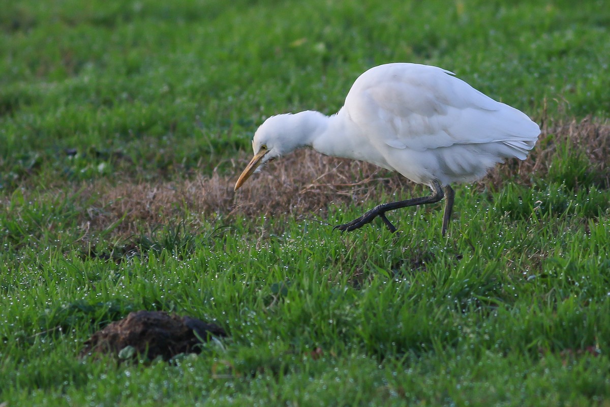 Western Cattle Egret - ML280622341