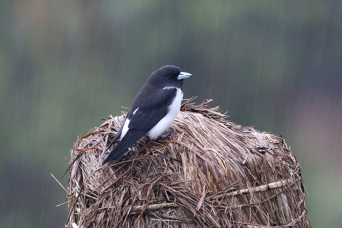 Great Woodswallow - ML280625671